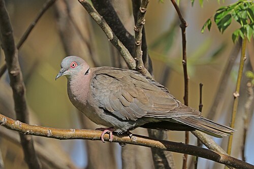 Mourning Collared Dove Streptopelia decipiens Ethiopia