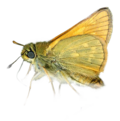 Thumbnail for version as of 14:24, 13 July 2011