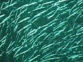 Pacific sardine (Sardinops sagax)