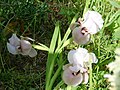 Thumbnail for version as of 00:00, 16 April 2009