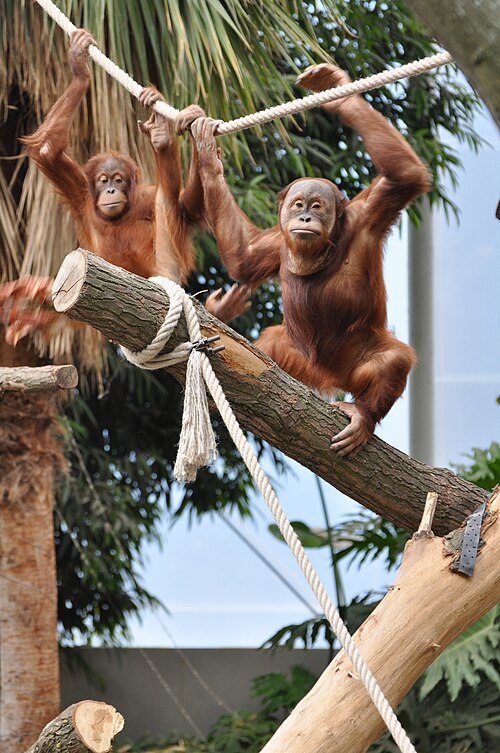 File:Pongo abelii 2.JPG