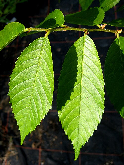 File:Ulmus mexicana leaves.jpg