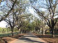 Paths in the park, April 2007