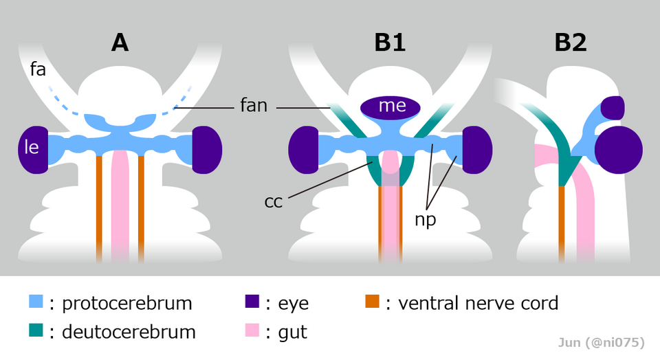 File:20220715 Radiodonta brain interpretations.png
