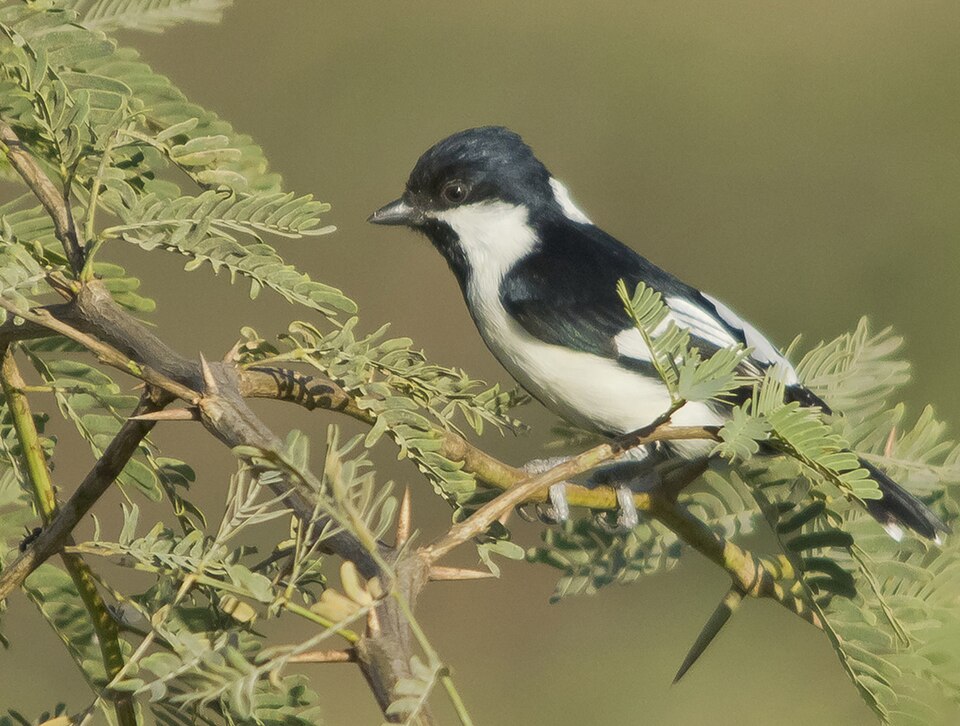 File:Adult White napped Tit.jpg