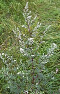 Artemisia, Taymyr lowlands 24,000–10,300 YBP, Yakutia 22,500 YBP, Alaska and the Yukon 15,000-11,500 YBP