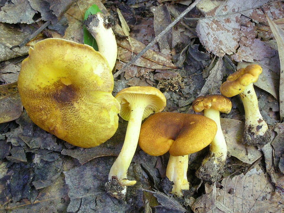 File:Cantharellus lewisii 430403.jpg
