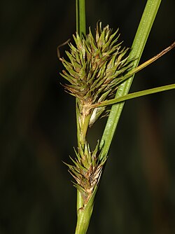 Egg-shaped flower clusters with narrow pointed green scales