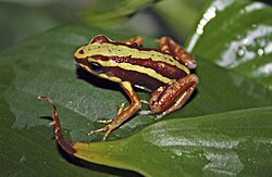 A photo of a Epipedobates tricolor on a leaf