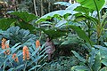 the jardin jungle of Eu