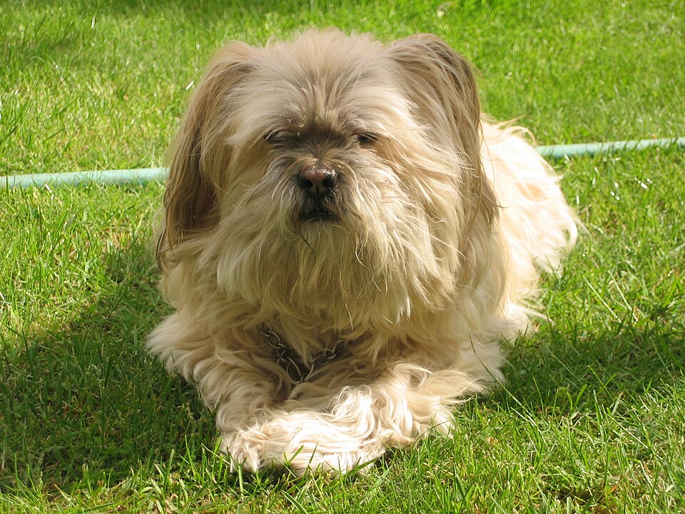 File:Lhasa-apso-rolly.jpg