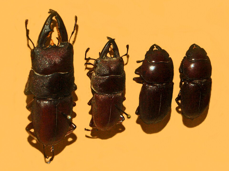 File:Lucanidae - Dorcus taurus taurus.JPG