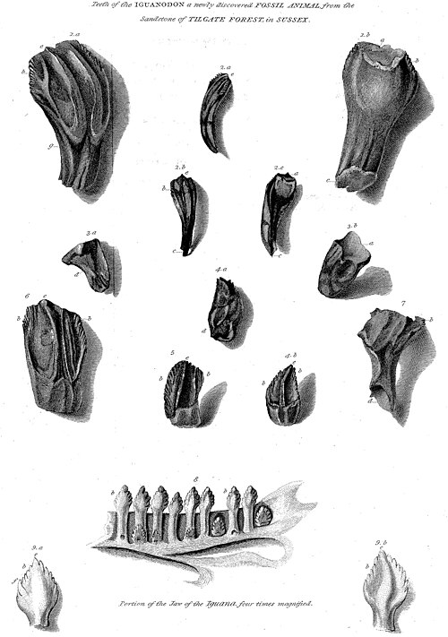 File:Mantell's Iguanodon teeth.jpg