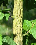 'Morfeo' corky bark on juvenile branch.