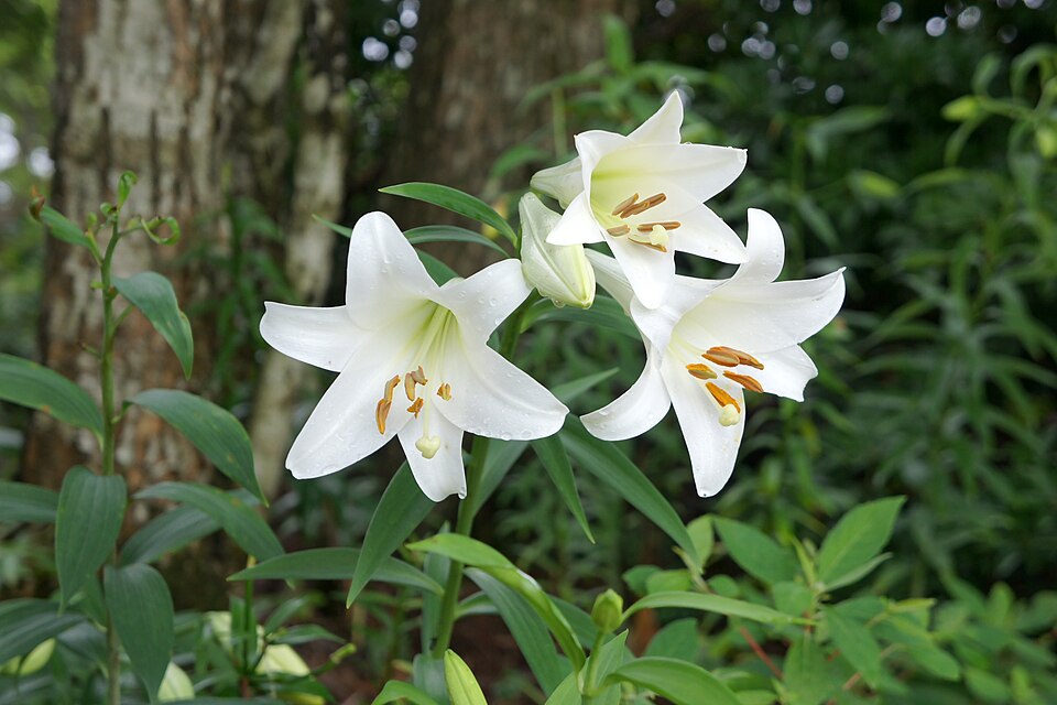 File:Mount Hakodate Shiga Pref06n.jpg