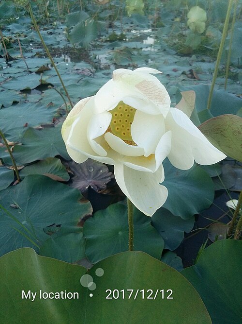 File:Padama Lotus 01.jpg
