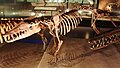 Image 3Pakicetus attocki skeleton (from Evolution of cetaceans)
