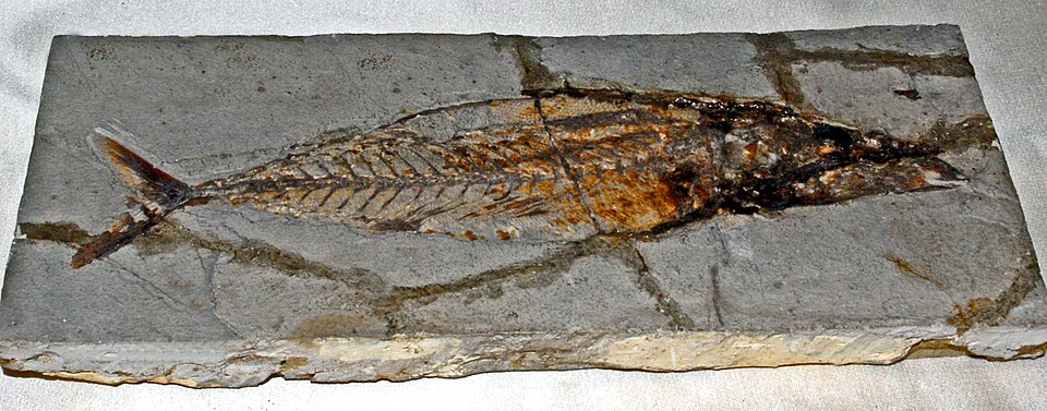 File:Scombridae - Auxis propterigius.JPG