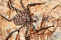 Thumbnail for version as of 16:23, 29 September 2025