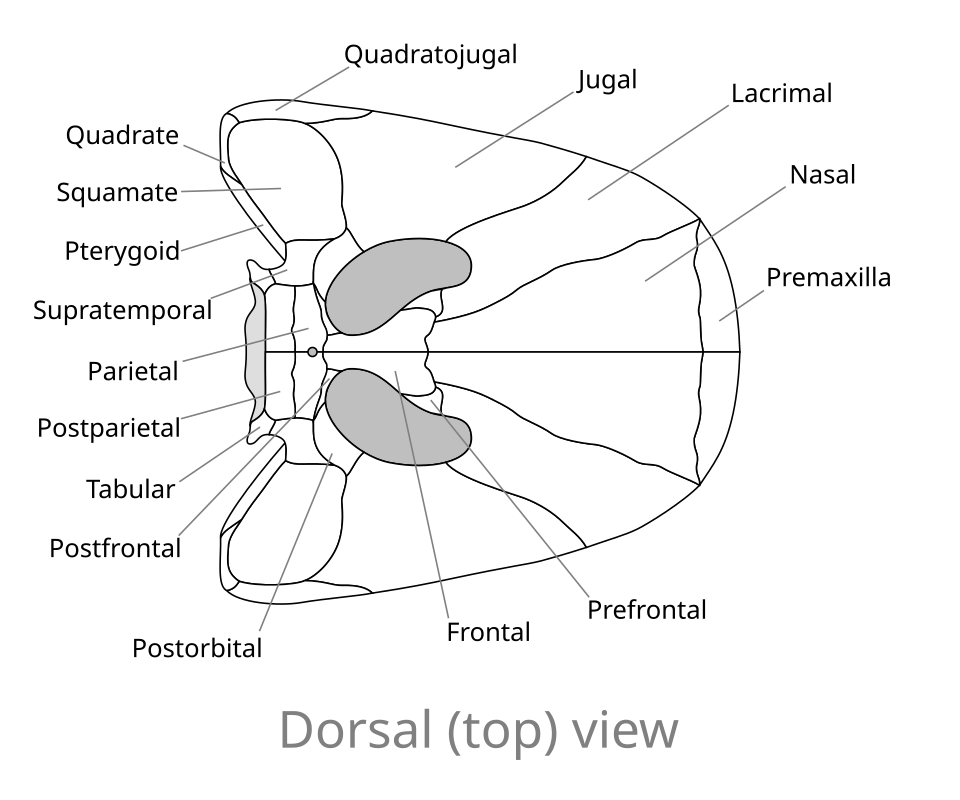 File:Spathicephalus skull dorsal.svg