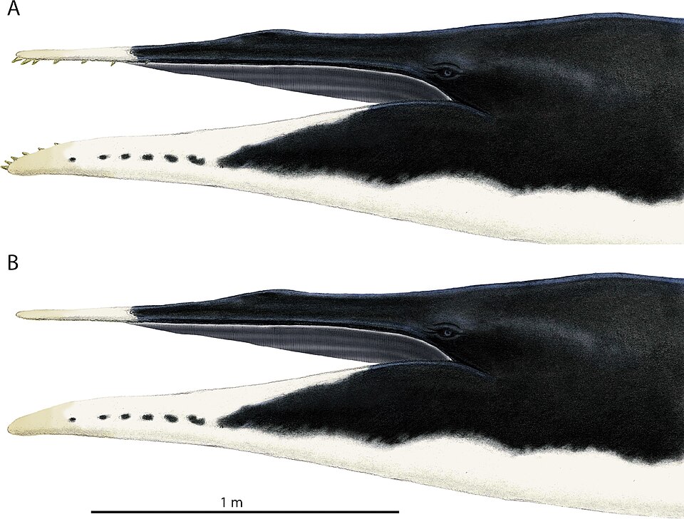 File:Waharoa ruwhenua.jpg