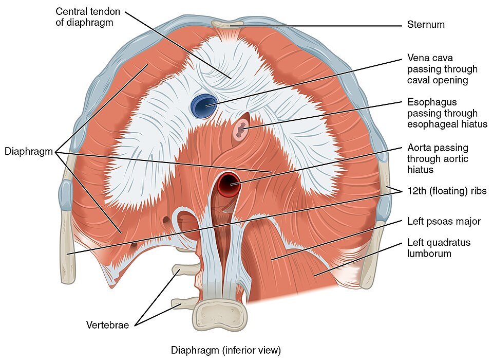 File:1113 The Diaphragm.jpg