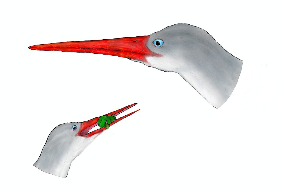 File:Aenigmatorhynchus.jpg