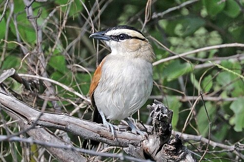 Black-crowned tchagra Tchagra senegalus kalahari Namibia