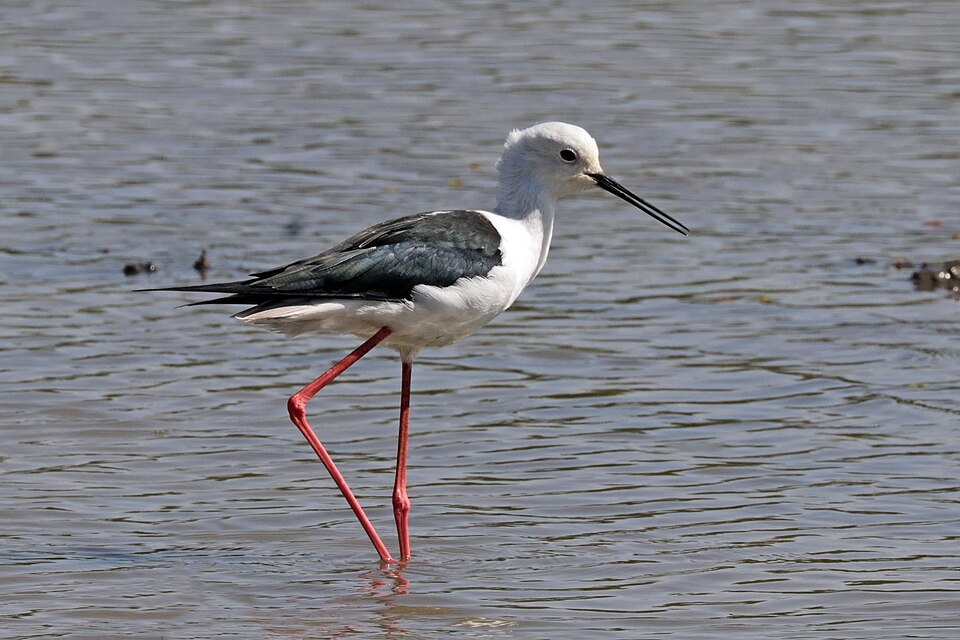 File:Black-winged stilt (Himantopus himantopus) Ethiopia.jpg
