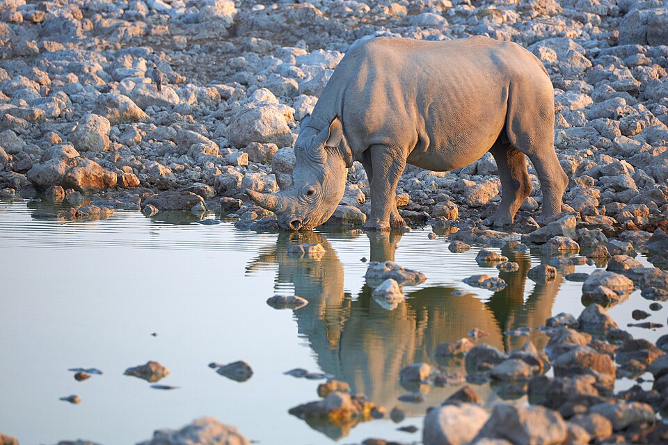 File:Black Rhinoceros Drinking 2019-07-23.jpg