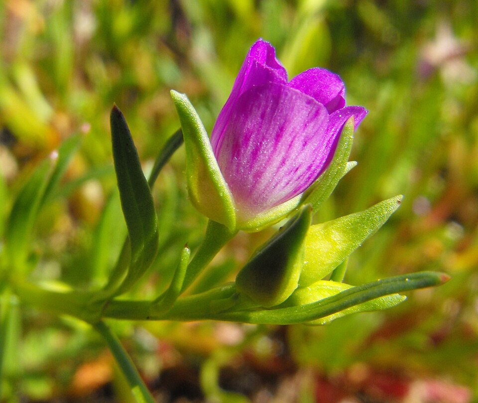 File:Calandriniaciliata-bud.jpg