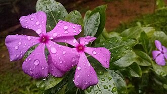 Catharanthus roseus in Kerala