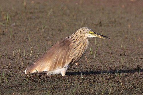 Common squacco heron Ardeola ralloides Ethiopia