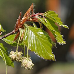 Leaves and inflorescence