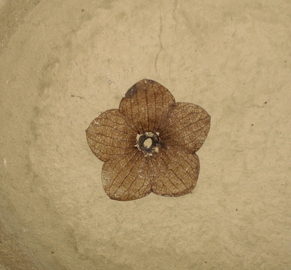 File:Florissantia quilchenensis 01 SRIC.jpg