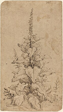 Illustration of a foxglove plant