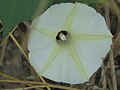 Ipomoea obscuraClose-up