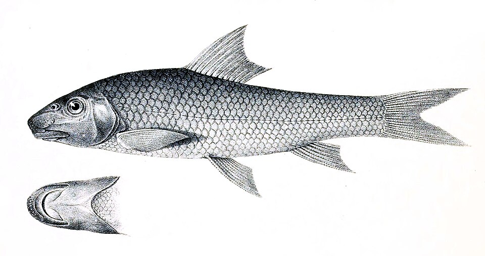 File:Labeo dyocheilus Achilles 130.jpg