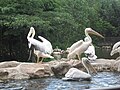 Pelicans