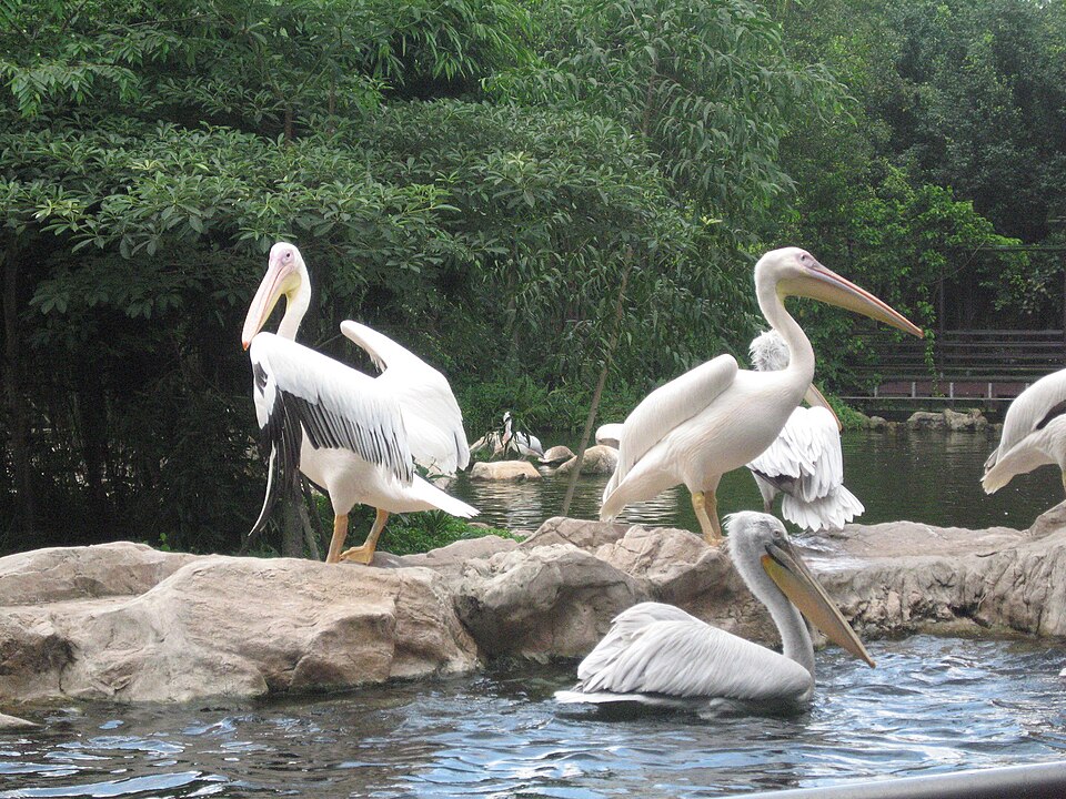 File:Pelicans, Jurong BirdPark 17.JPG