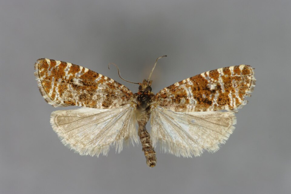 File:Phiaris schulziana-Salzburg, Radstädter Tauern, Kleinarltal, Jägergraben-E-MK-26541a.JPG