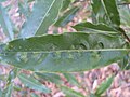 Leaf galls formed by Phytoliriomyza pittosporophylli (Agromyzidae)