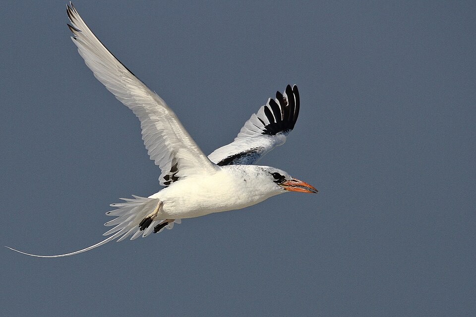 File:RED BILLED TROPIC BIRD.jpg
