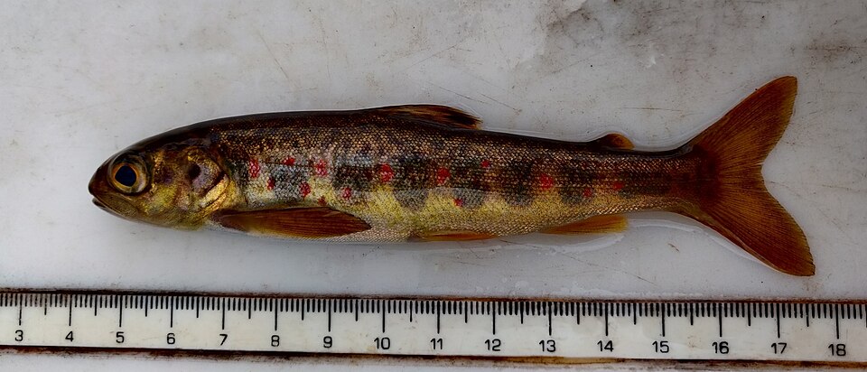 File:Salmo salar 149116515 (cropped).jpg