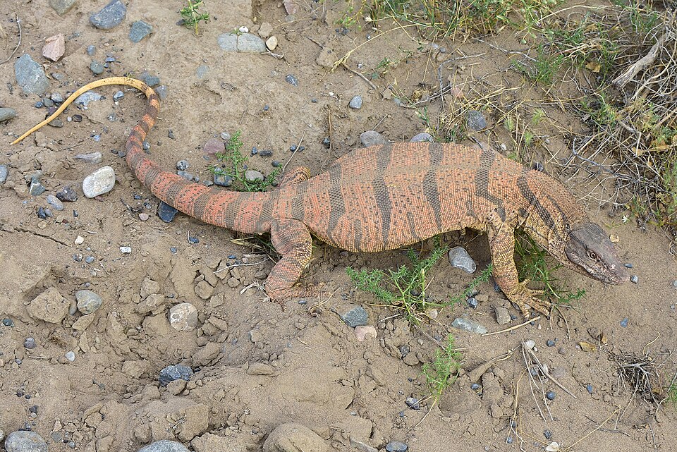 File:Varanus griseus caspius KA.jpg
