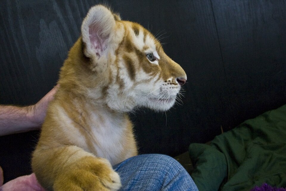File:2 month old Bengal Cub.jpg