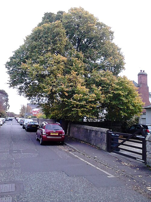 File:AZ0049 Ulmus. Boswall Road (02).jpg