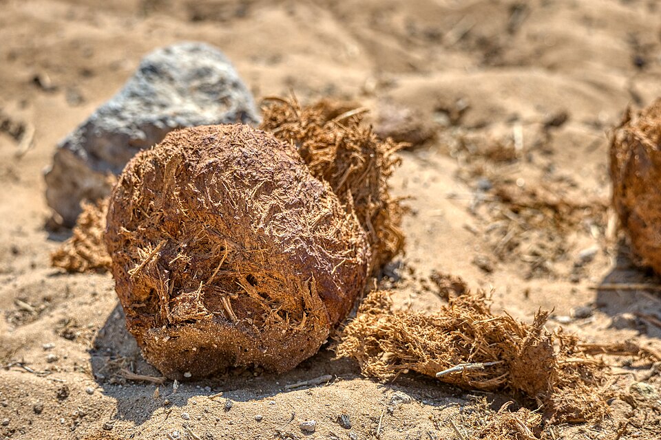 File:African Elephant Dung 2019-07-28.jpg