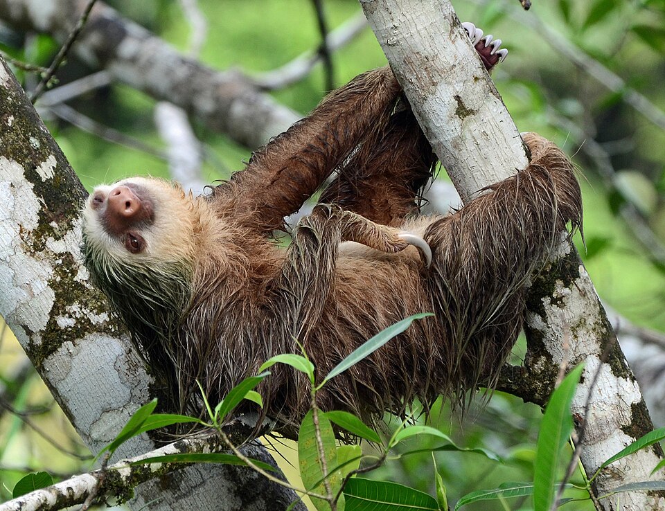 File:Choloepus hoffmanni (Puerto Viejo, CR) crop.jpg