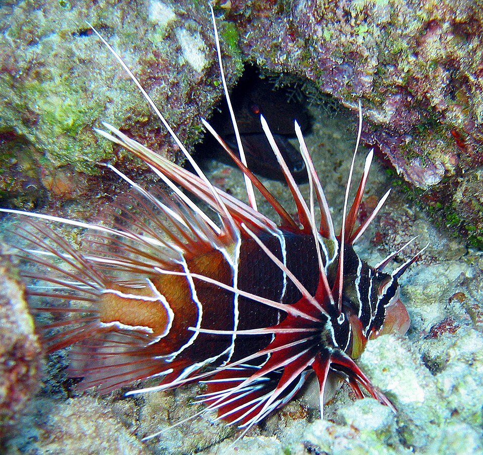 File:Clearfin Lionfish.jpg